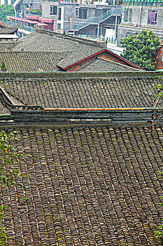 soi cau bach thu lo