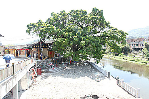 cau lo bach thu mien bac hom nay