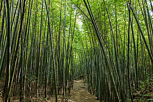 soi cau lo de chuan 100